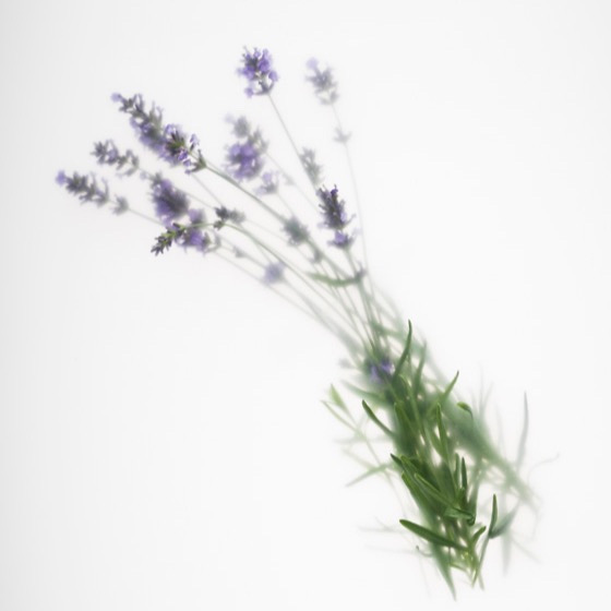 Lavendel